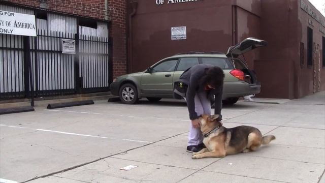 Westside German Shepherd Resuce - Gus von Gustro смотреть онлайн