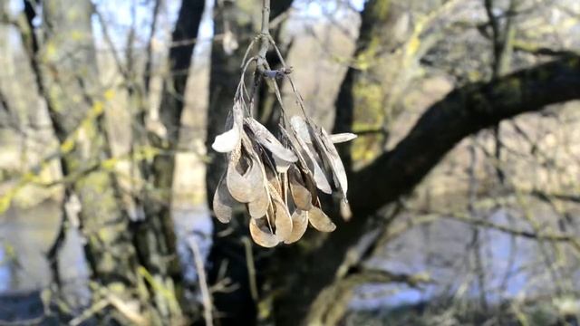 Весенние прогулки Клип смотреть онлайн