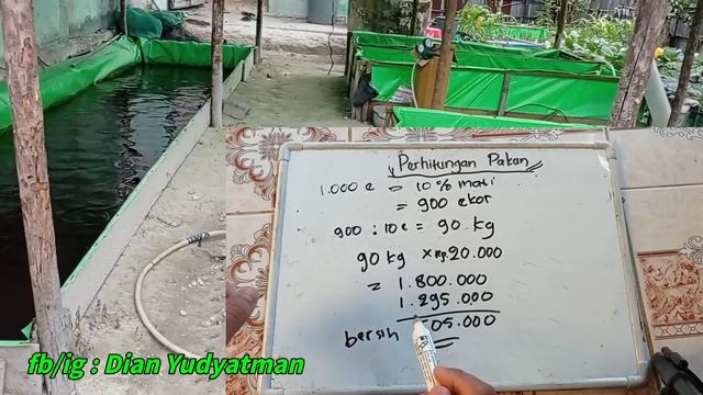 PERHITUNGAN NYATA PAKAN LELE UNTUK MEMELIHARA 1000EKOR LELE смотреть онлайн
