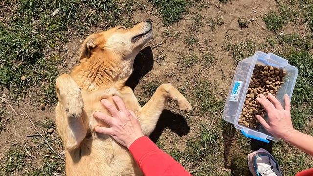 Smart Stray Dog Gives High Five to Lady for her Help смотреть онлайн