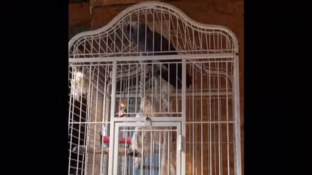 Говорящий попугай Жако смотреть онлайн