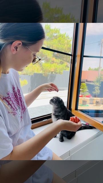 Доброе утро ☀️ #кошкиэтокошки #кошки смотреть онлайн