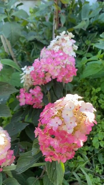 Самарская Лидия 10.08.23. #гортензии #гортензия #метельчатыегортензии #обрезкагортензии #дача смотреть онлайн