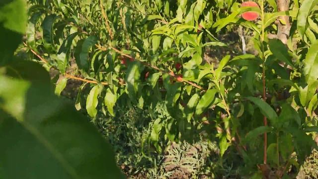 Персик Плане Делішес (Plane ® Delicious) Persikovod.com