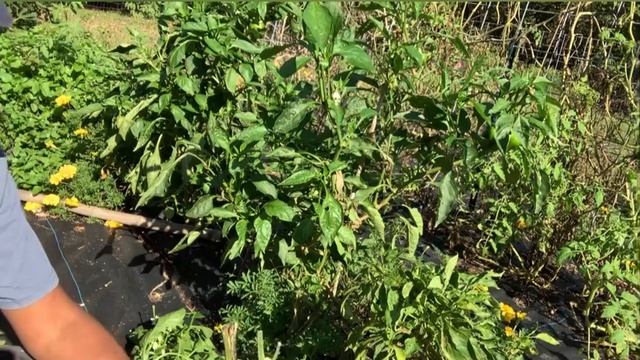 Moving Perennial peppers and eggplants￼ into the greenhouse. смотреть онлайн