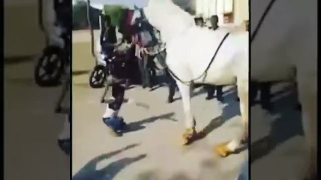 Мальчик танцует с лошадью смотреть онлайн