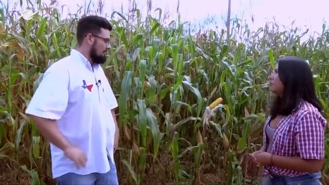 Norte Rural | Pesquisa : Cultivo De Milho E Sorgo Agroecológico Na Amazônia