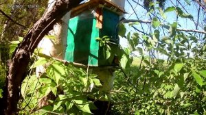 Ловля бродячих роев 2021. Первый рой.