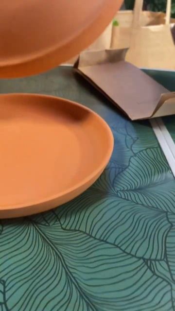 Распаковка из цветочного магазина Pro”Antas. #растения #plants #фикус