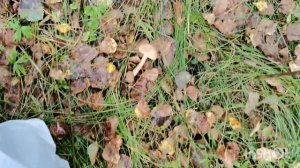 За грибами 28 августа 2024. Подберезовики, сыроежки, свинушки, Западная Сибирь.