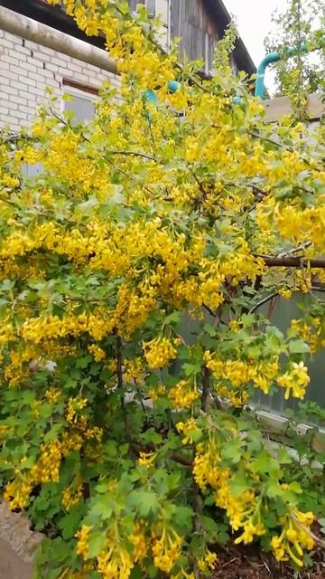 Весенние цветы. смотреть онлайн