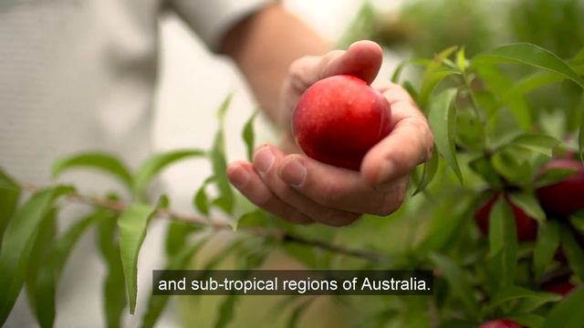 QAAFI's new Centre for Horticulture Science смотреть онлайн