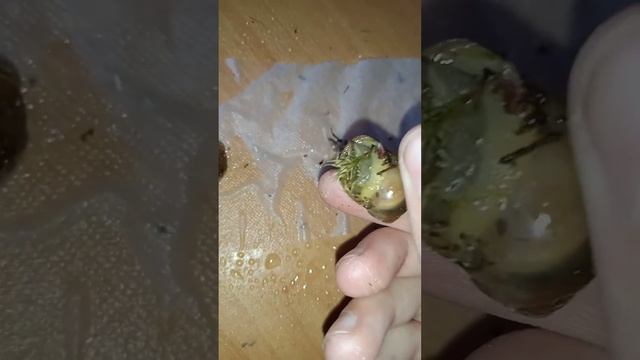 Переселение улиток Мегас смотреть онлайн
