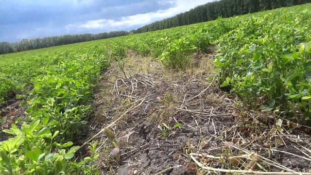 Глифосат на люцерне после уборки на сенаж. (10.06.16) смотреть онлайн