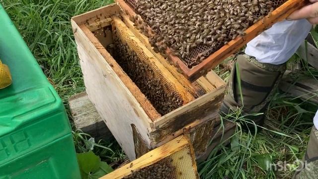 Проверяем рой смотреть онлайн