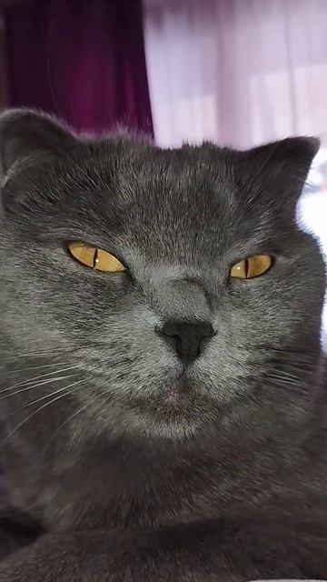 Я нахал... Я нассал...#топ #cat #дуэт #кот #котик #котики #мем #прикол #юмор #кошка смотреть онлайн