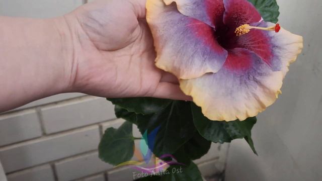 Сорт Серенада #серенада #Российскаяселекция #Гибискус #hibiscus #GeraGibis #герагибис смотреть онлайн