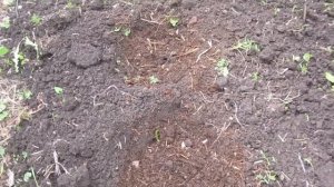 Все про шнитт-лук. Как рассадить многолетний лук.