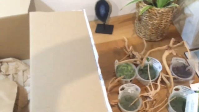 GROS UNBOXING // Skaii and shrimps смотреть онлайн