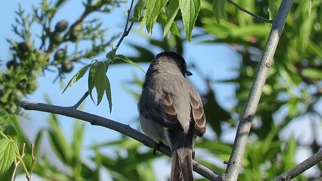 Grmuša čevrljinka , Sylvia curruca , Lesser whitethroat -- Birds of Croatia смотреть онлайн