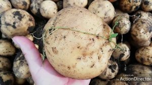 Урожай картофеля. Сорта - утро раннее, зекура, красавчик и удача!