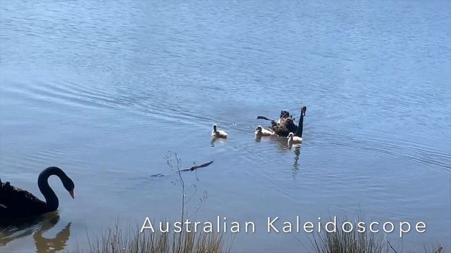 4K Black Australian Swans With Cygnets смотреть онлайн