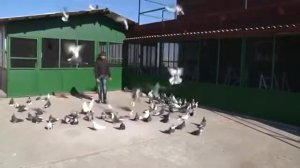 Старониколаевские торцовые голуби Фильм 8