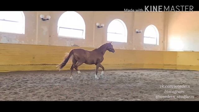 ПРОДАН. Жеребец Перезвон, 2018 г.р. (2,5 года). смотреть онлайн