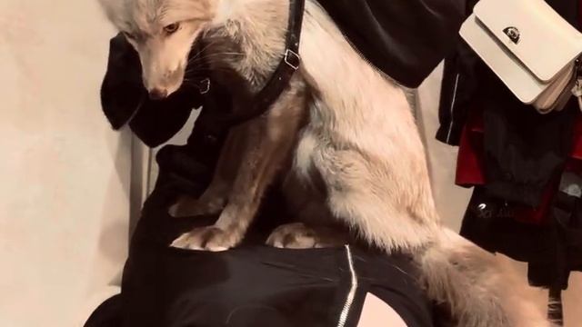 Каждый раз одно и то же😂 не любит лисичка шлейку. смотреть онлайн