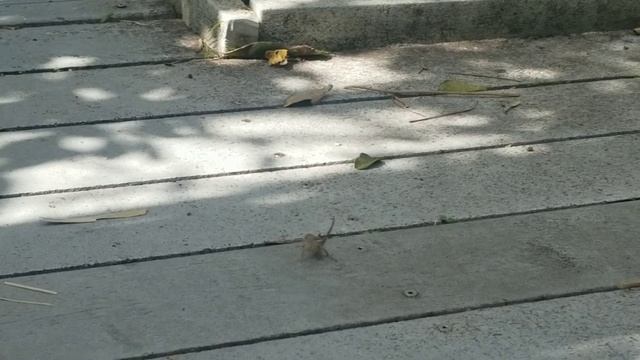 Brown Anoles hunting gnats смотреть онлайн
