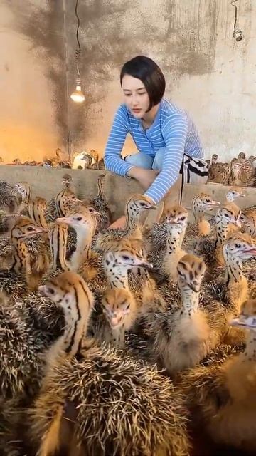 At Ostrich Farm ! I'm Happy Working At Ostriches Farm #Feedingostriches #ostrich #short10