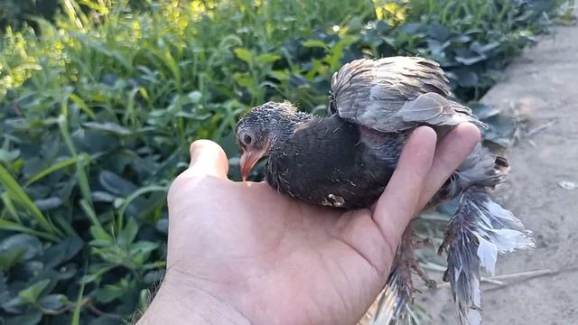 Голуби -взросление маленького чуда! ( голубенок от трех дней до трех недель) смотреть онлайн