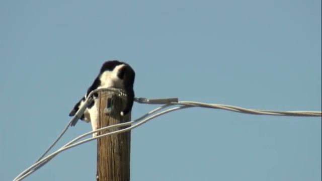 Cat stuck on an electric pole in Phoenix смотреть онлайн
