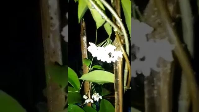 Hoya Oblongacutifolia ( Graveolens)