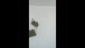 PGTC- Rotala macrandra 'mini butterfly''