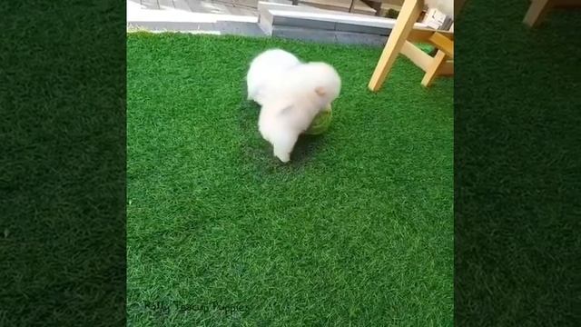 Мими пёсик!!! смотреть онлайн