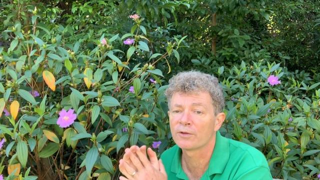 Melastoma affine - Blue-tongue, Native Lasiandra смотреть онлайн