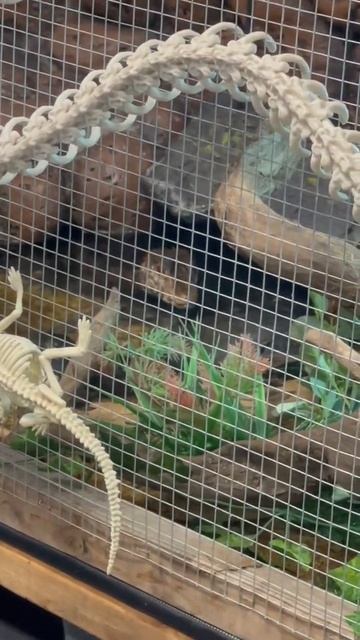 steve was blowing bubbles before this #caiman #reptiles #shorts #chilling #cute #steve смотреть онлайн