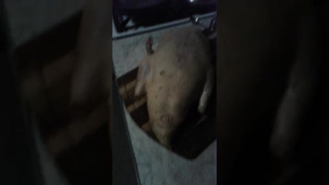 Первый мулард идет на кухню...