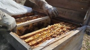 Лучший приëм в борьбе с клещëм Варроа.