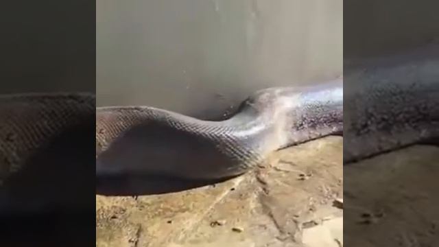 Большая змея