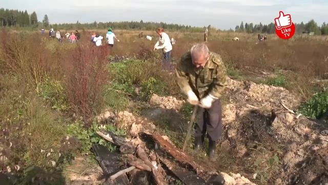 Талдом-ТВ: Вербилки. Акция «Наш лес. Посади своё дерево» смотреть онлайн