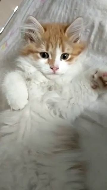 Котенок мурчит смотреть онлайн