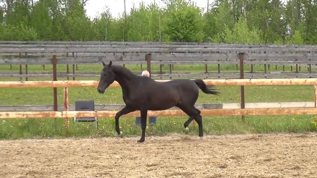 AKHAL-TEKE STALLION MIGEL-SER `2020 смотреть онлайн