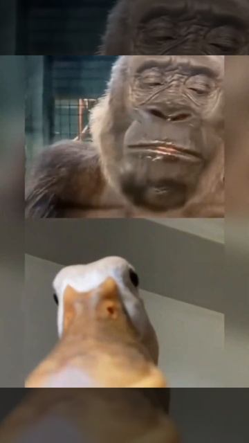 Видеозвонок другу #shorts #видеозвонок #гусь #обезьяны