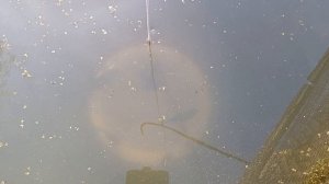 кормим малька карпа в садке