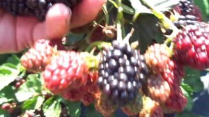 Ежевика сорт Лох Несс.