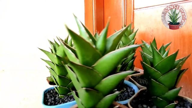 Sansevieria Hybrid Tower  (Pinguicula X Srikaton)