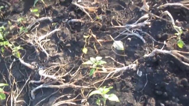 Копаем лук-шалот (семейный). Сорта. смотреть онлайн