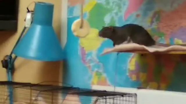 крысы и рыбалка смотреть онлайн